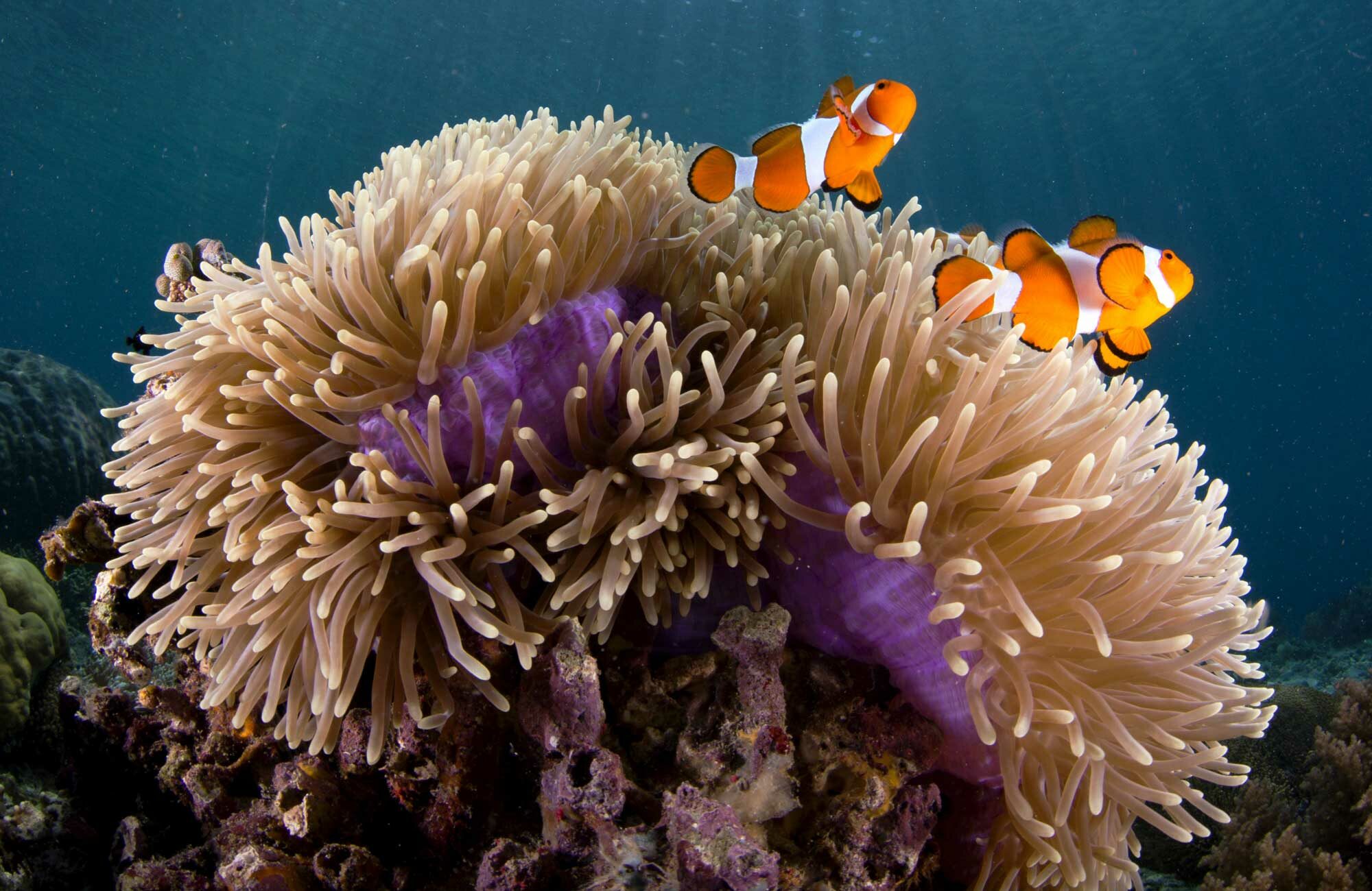 5 Symbiotic Relationships In The Ocean Aquaviews