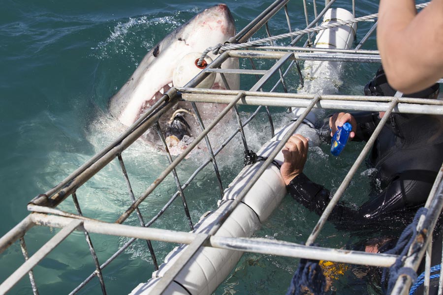 shark feeding near cage filled with divers