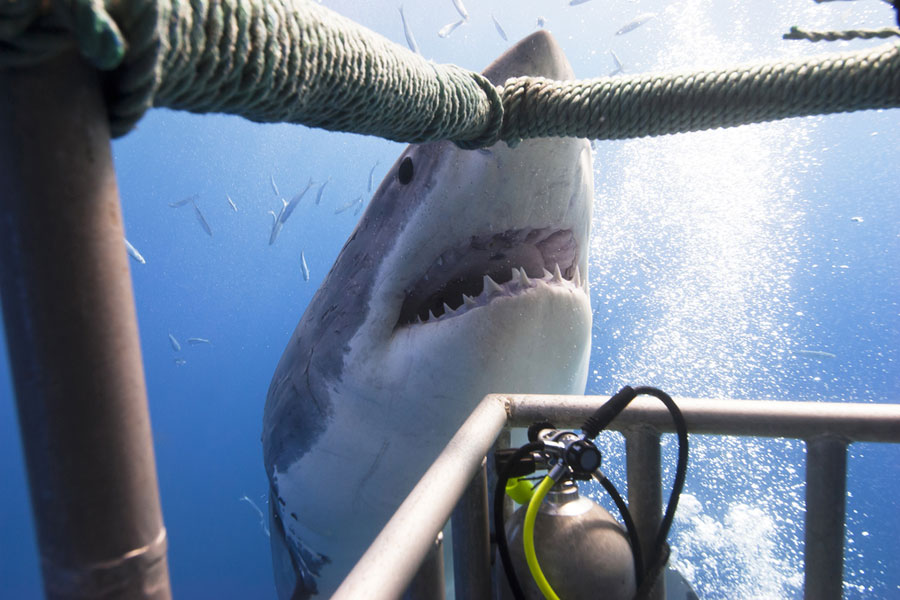 shark encounter while inside a cage