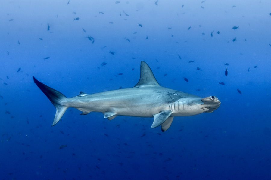 hammerhead shark in cocos island