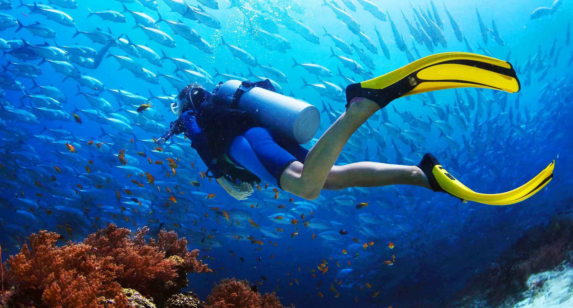 The Importance of Scuba Dive 