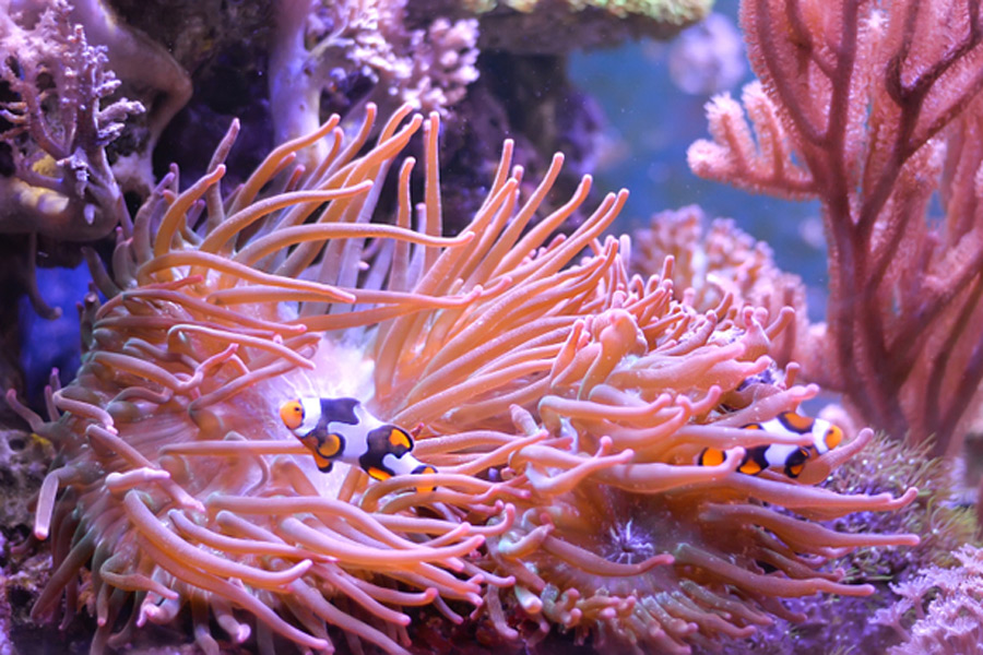 clownfish swimming inside sea anemone