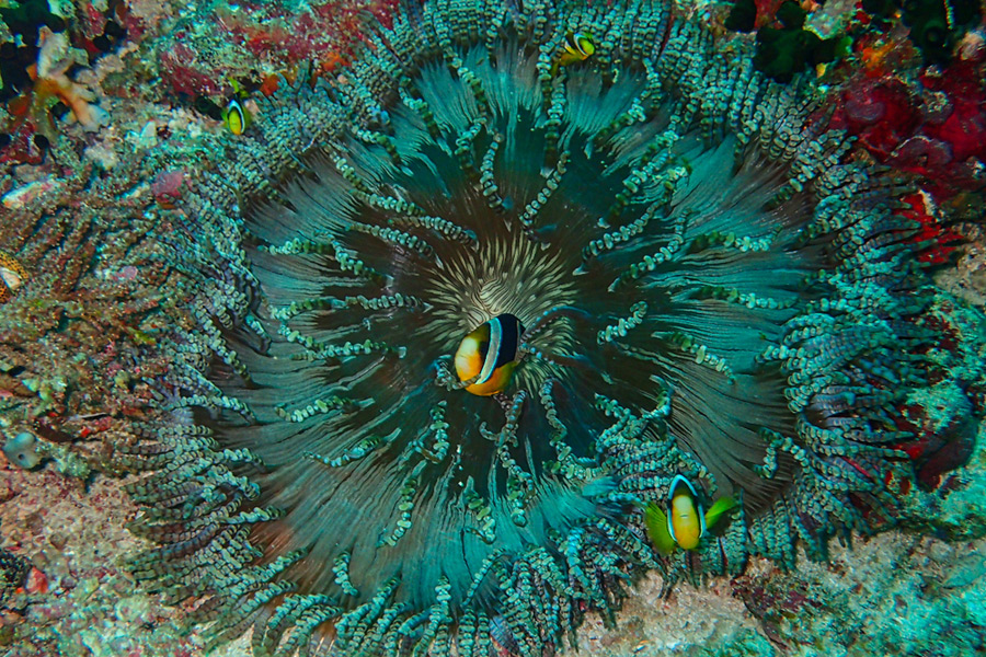 A pair of clownfish in a beaded sea anemone