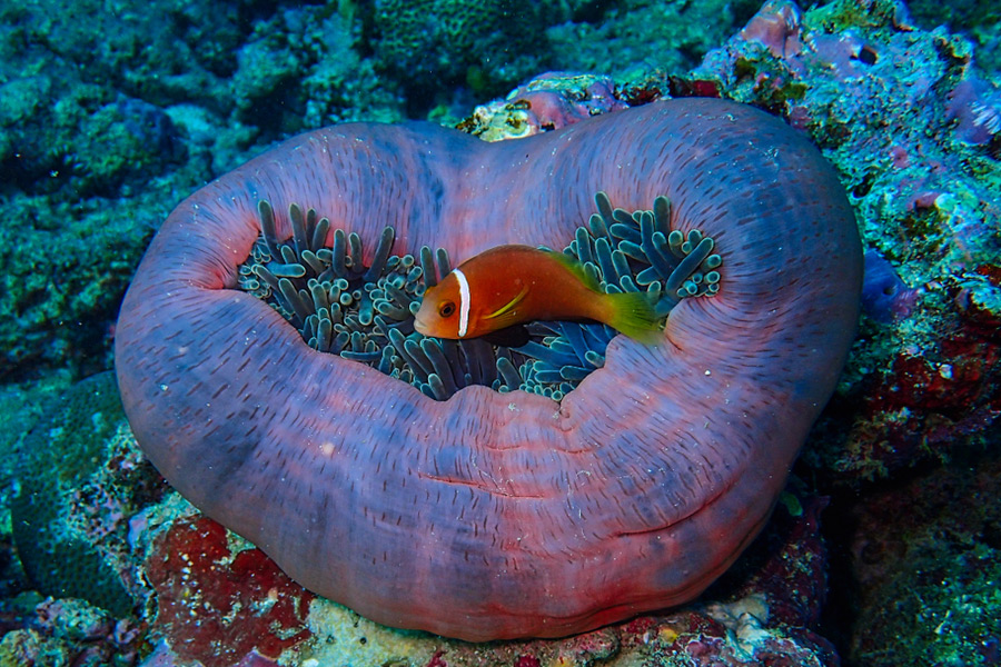 Clownfish nestled inside a beautiful purple magnificent sea anemone