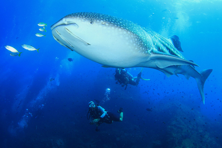 Divers swimming with whale shark