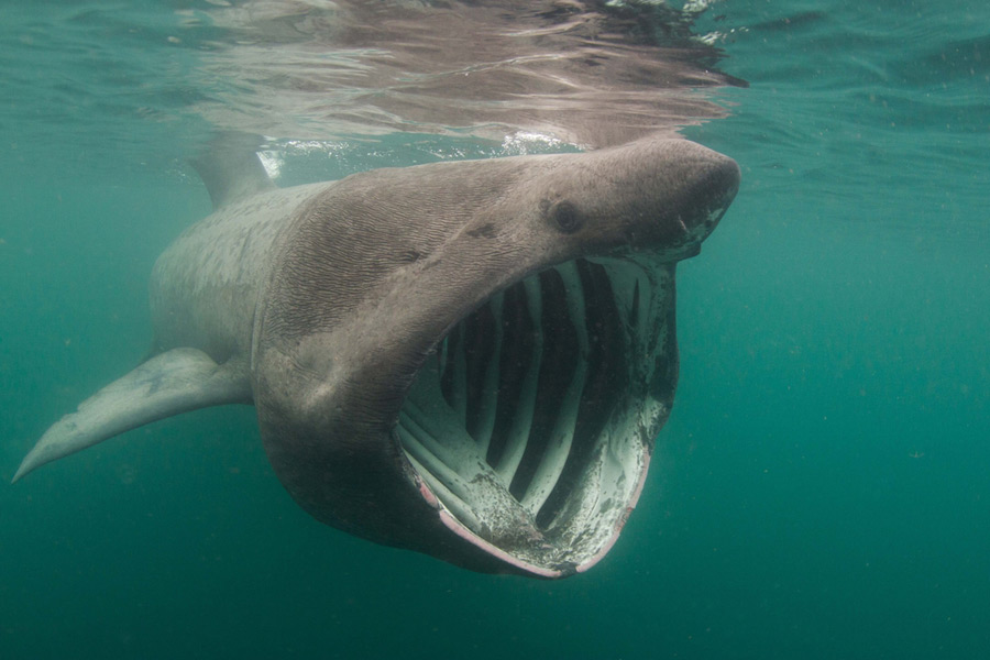 Basking shark with mouth open