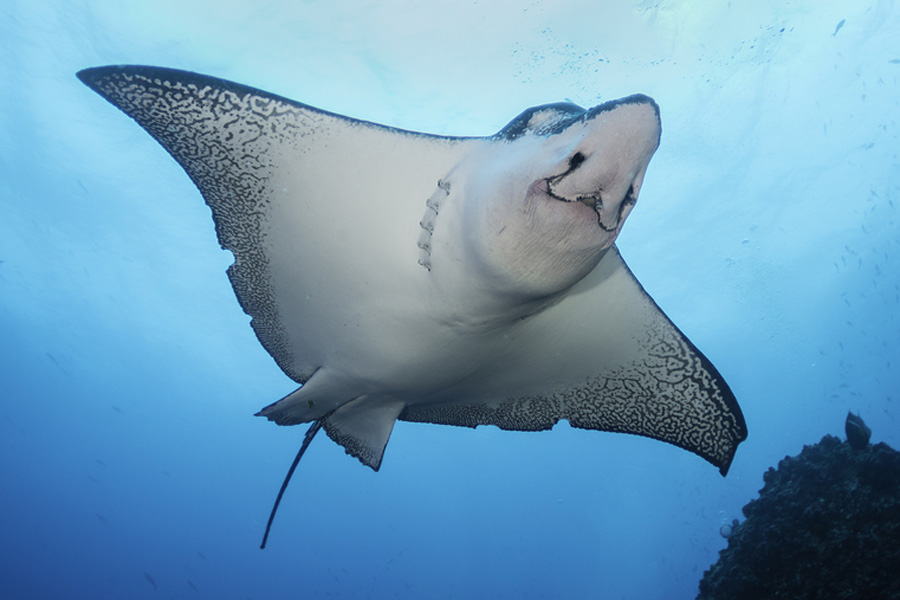 Manta Ray ocean biggest fish