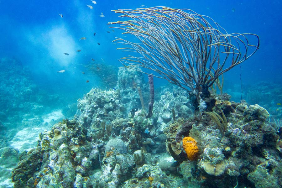 A coral reef with branches, sponges, fish and underwater sedimen