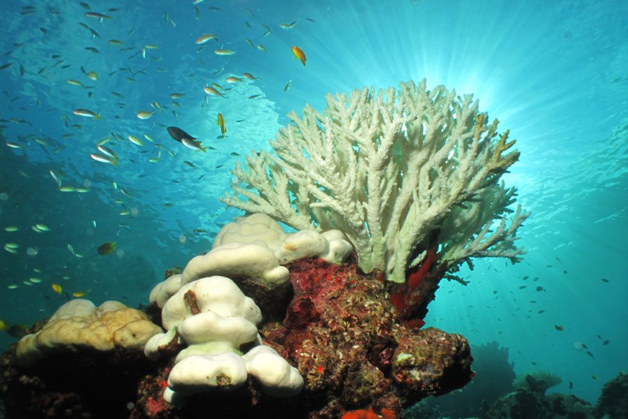 bleached coral reef