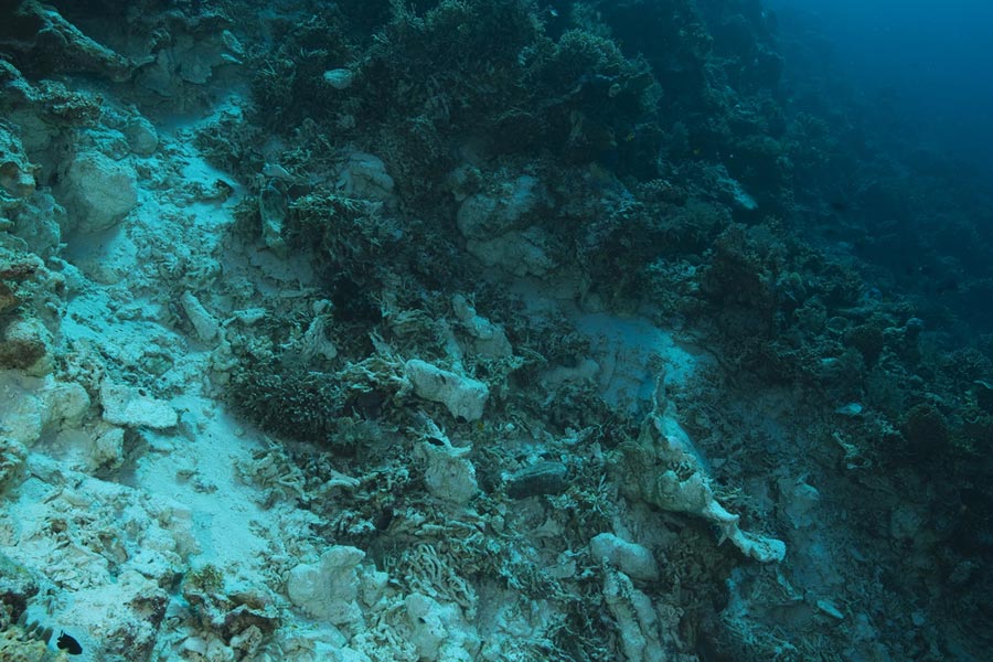 coral reef destruction caused by bomb fishing in Indonesia