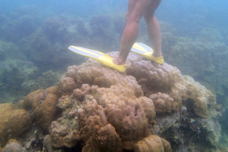 tourist standing on a coral