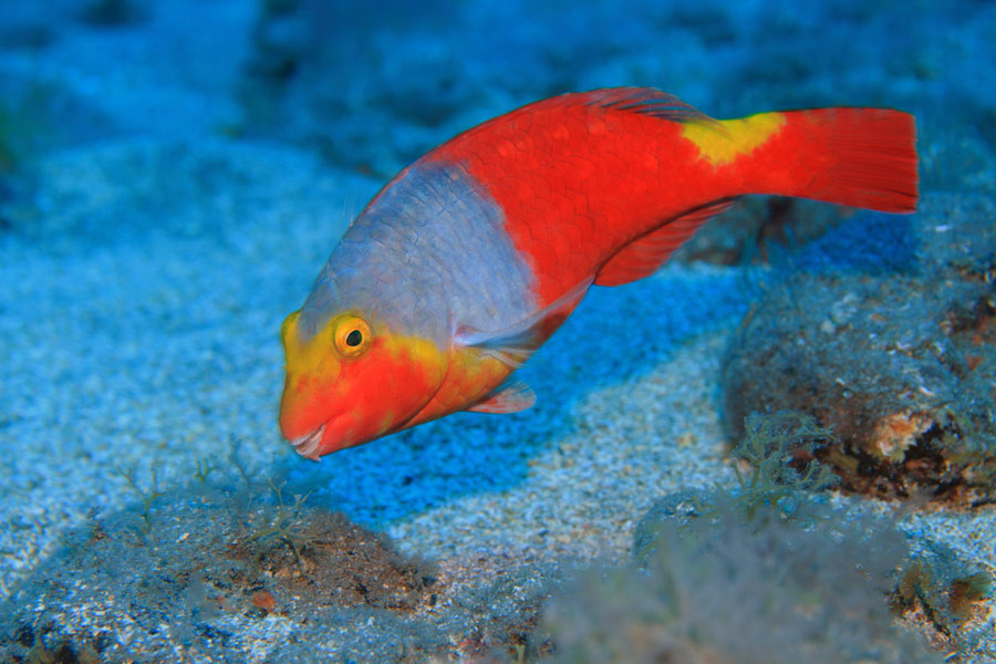 Mediterranean Parrotfish