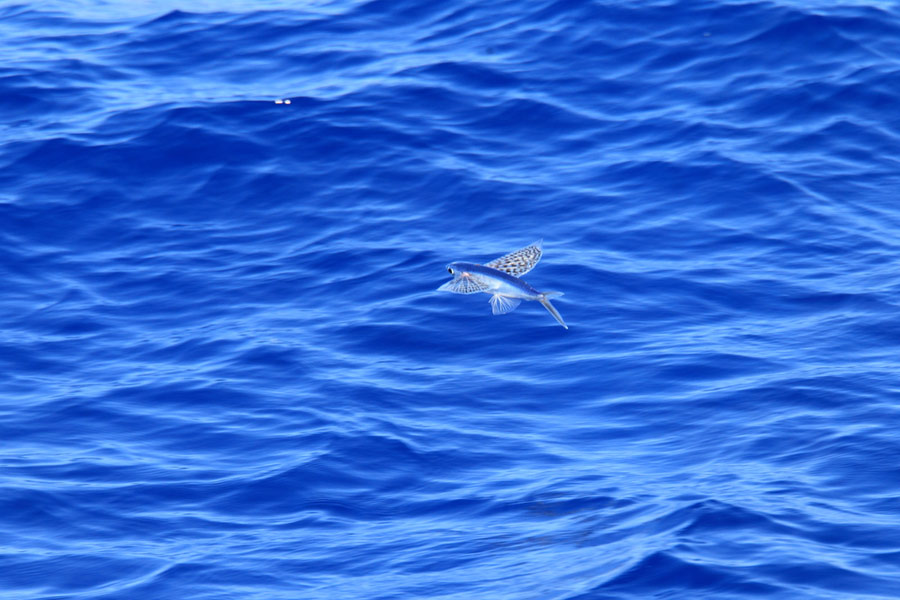 Mediterranean flying fish spotted above the water
