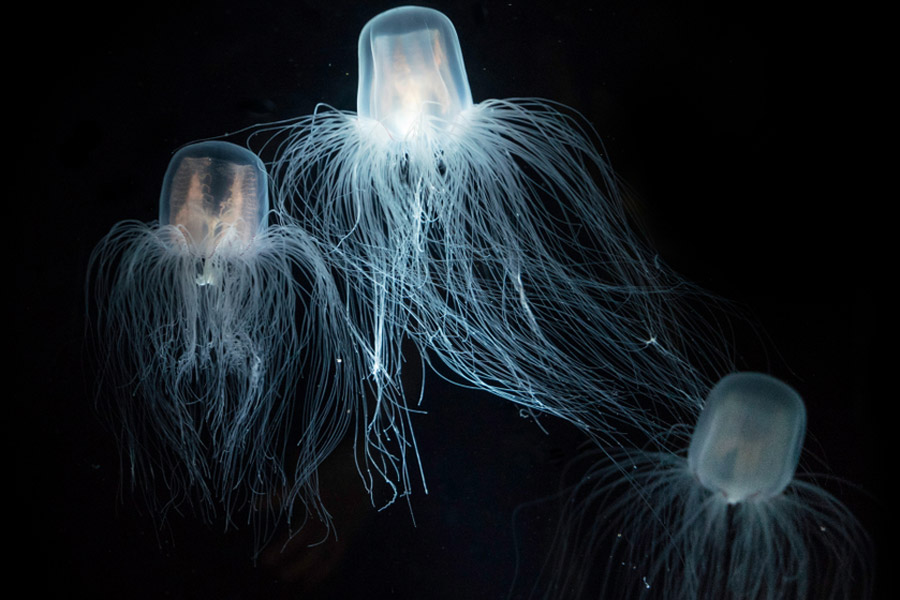 Chironex Fleckeri most venomous deadliest jellyfish in the world