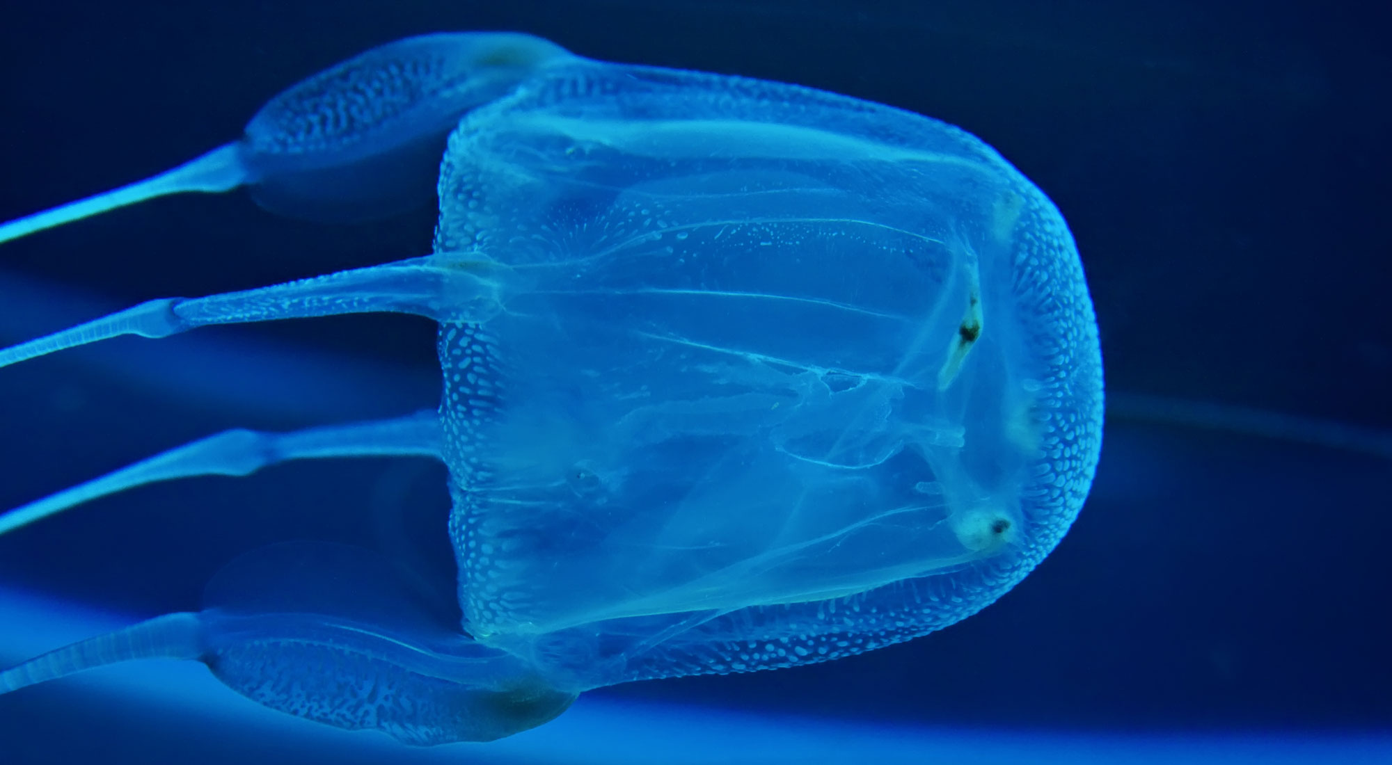5 most venomous jellyfish in the world