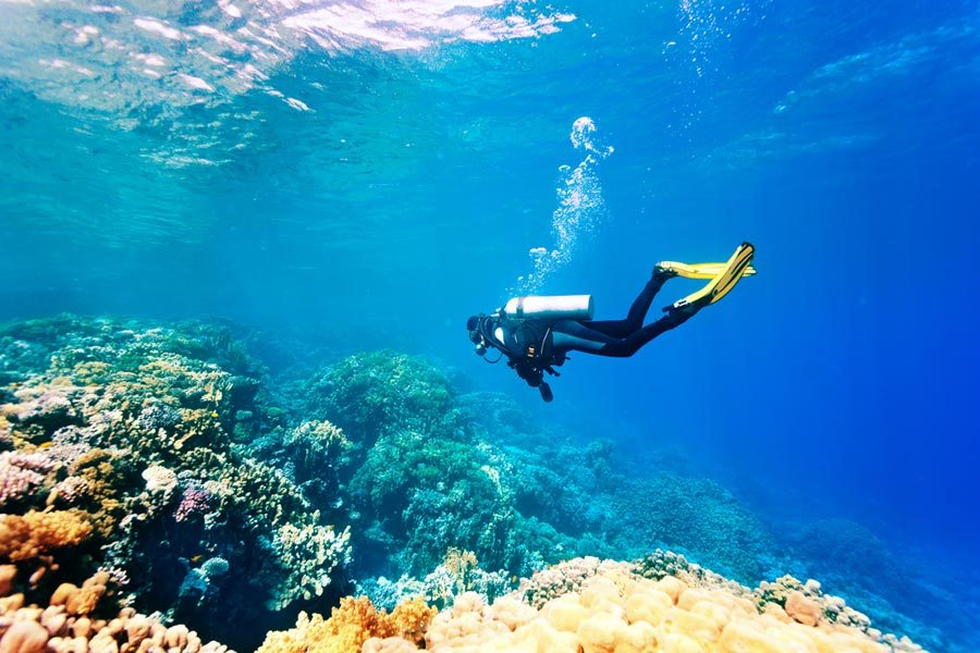 Diver by the coral reef