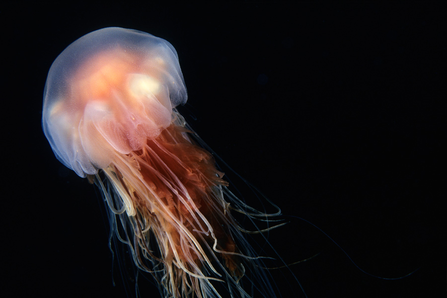 lion’s mane world’s largest jellyfish