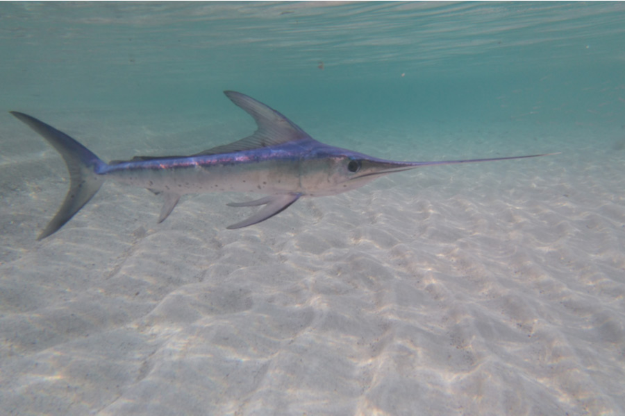 a swordfish swimming underwater