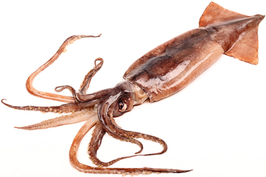 What’s The Difference Between Squid and Octopus? - AquaViews