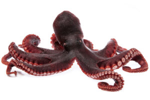 Octopus squirting ink