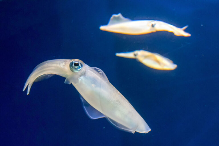 What’s The Difference Between Squid and Octopus? - AquaViews
