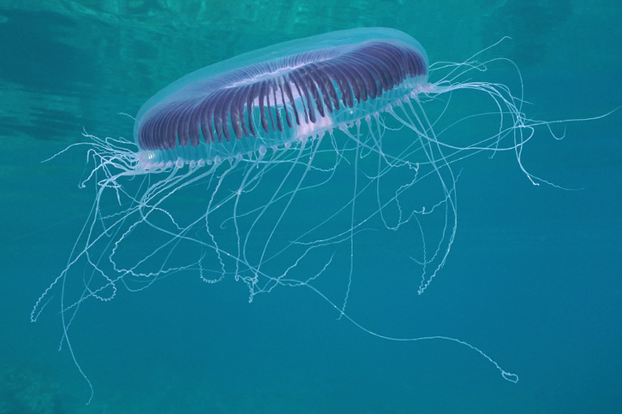 Aequorea Forskalea harmless jellyfish