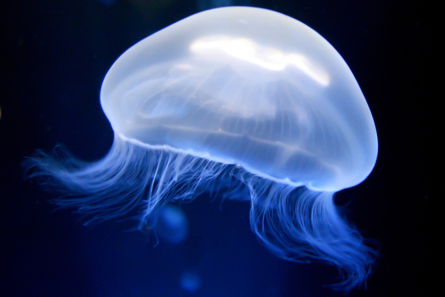 Aurelia Aurita type of jellyfish