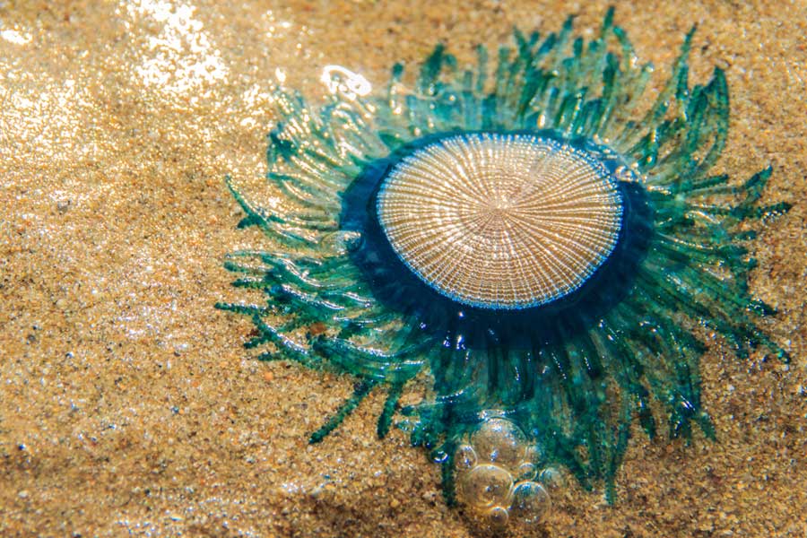 Porpita Porpita type of jellyfish