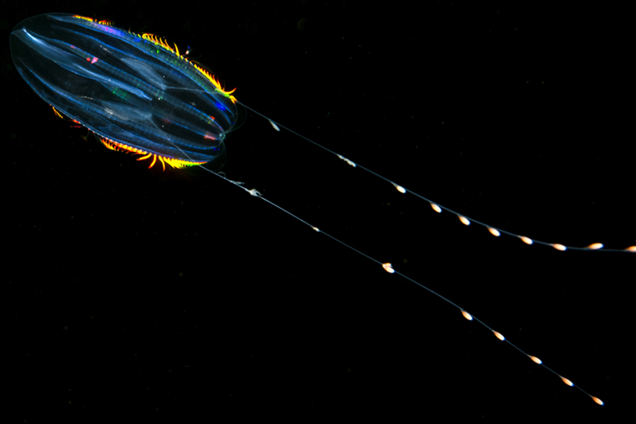 Pleurobrachia Bachei type of non-stinging jellyfish