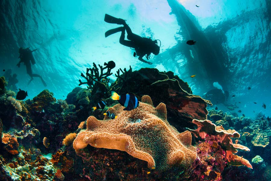 scuba divers enjoying the reef