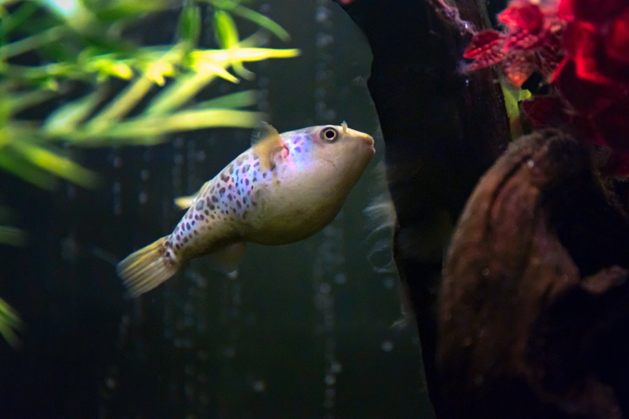 close-up of the Amazon pufferfish