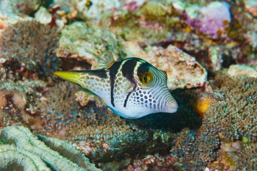 a Valentin’s sharpnose pufferfish swimming among corals