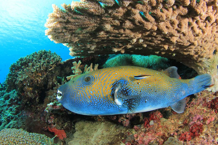 a blue-spotted pufferfish swimming under a table coral