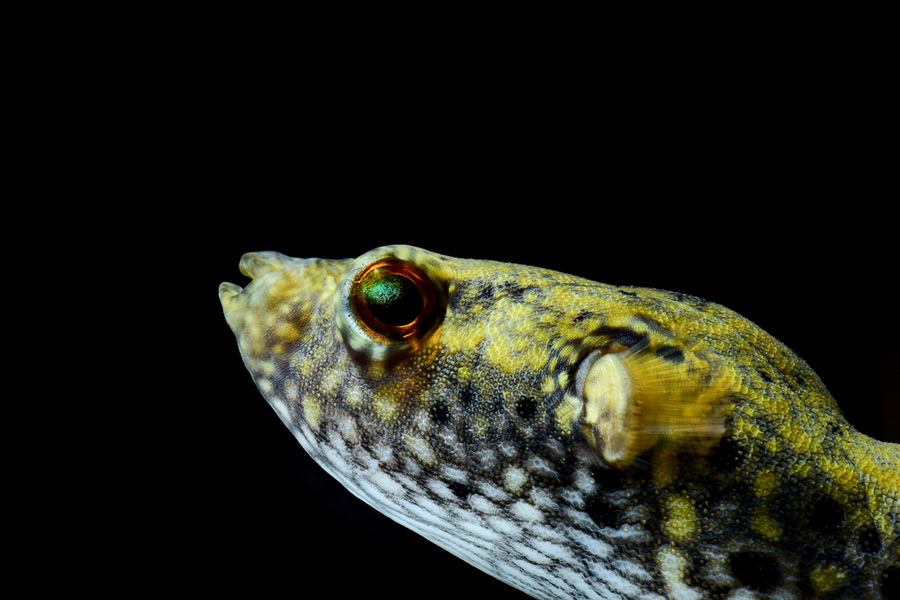 close-up of a red-eye pufferfish