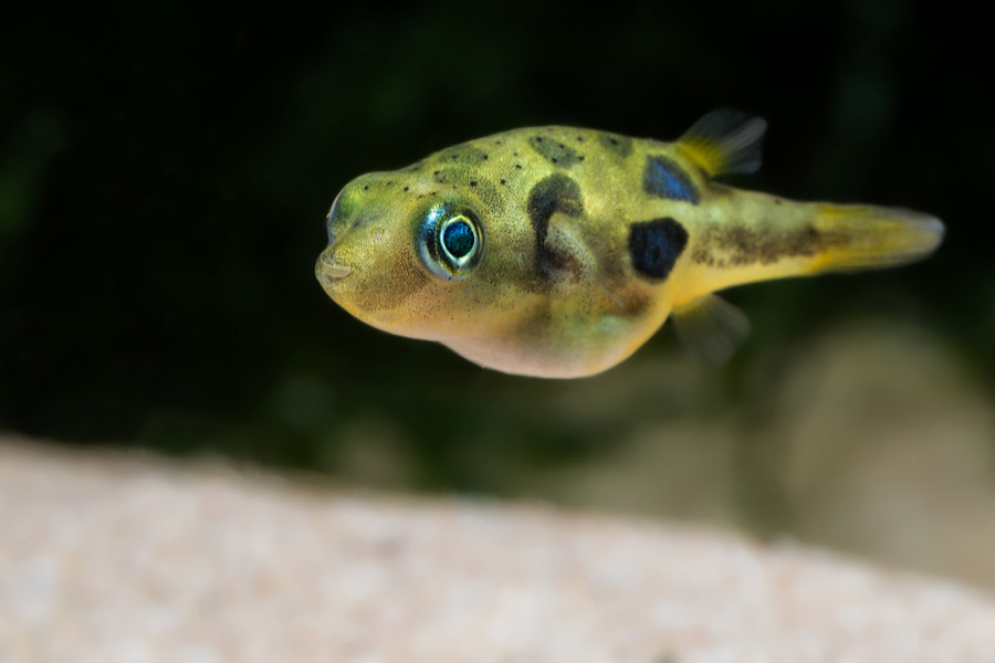 close-up of a dwarf pufferfish