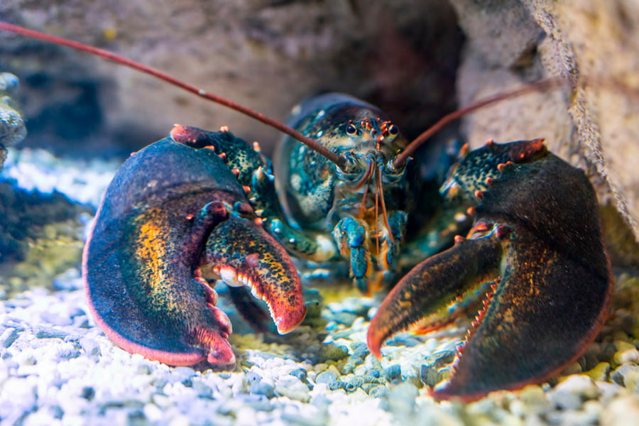 How to Catch a Lobster - AquaViews