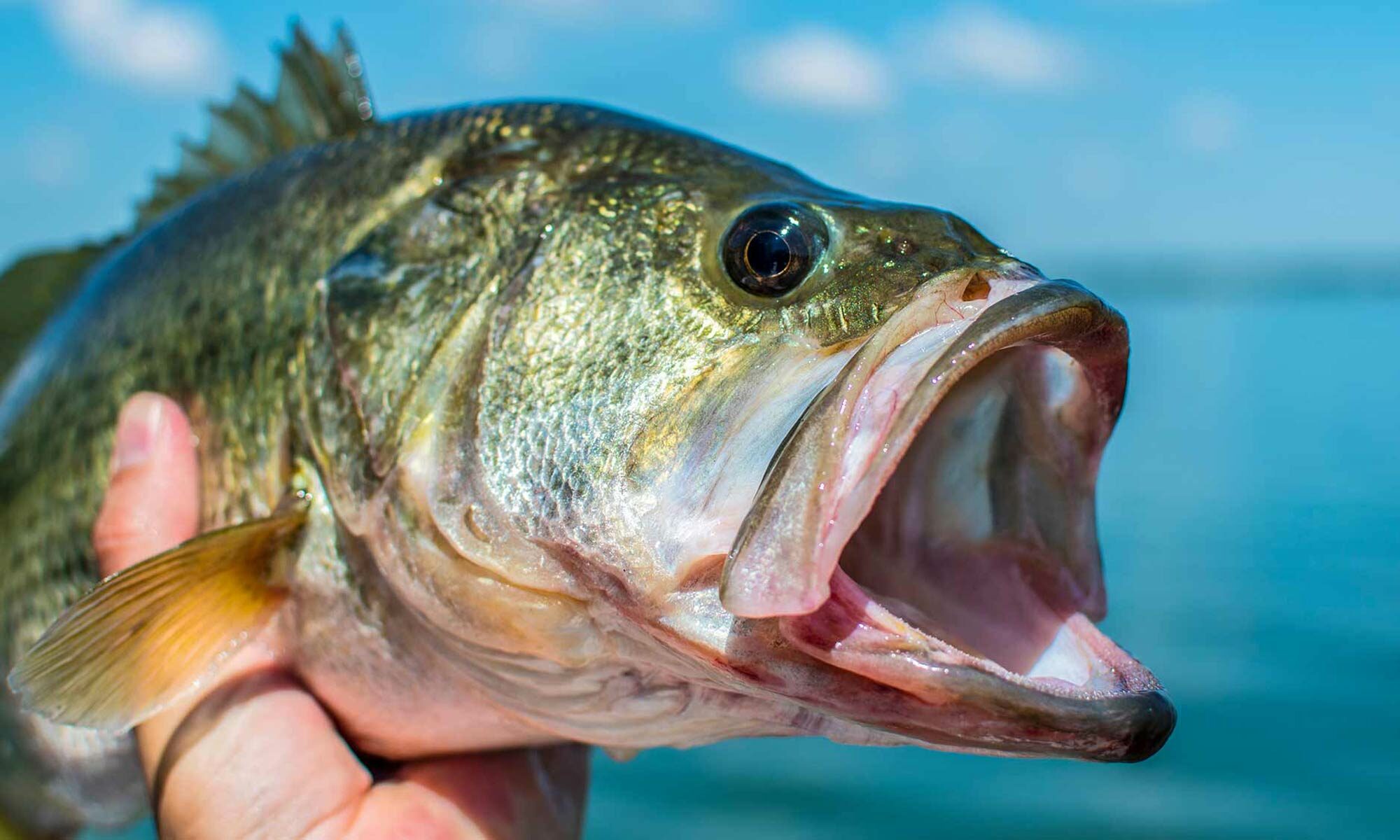 Fishing For Bass Is Finding Better | Pedal The World