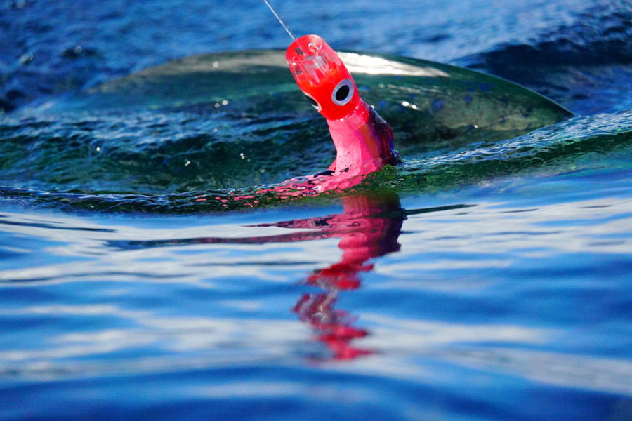 colored lure in the water
