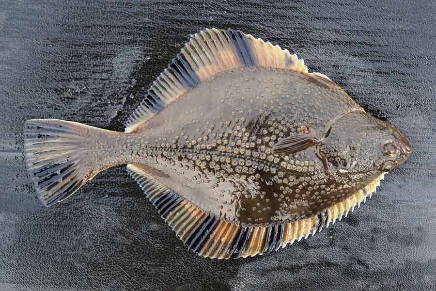 Flounder Fishing Rules In North Carolina - Unique Fish Photo