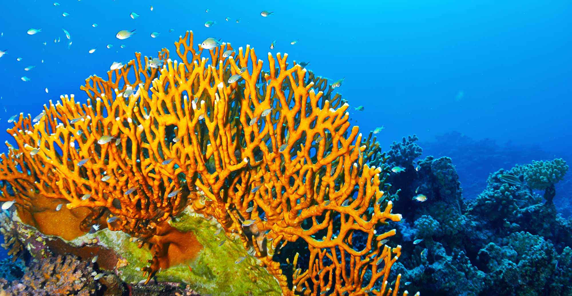 Playing With Fire Underwater: Fire Coral Demystified ...
