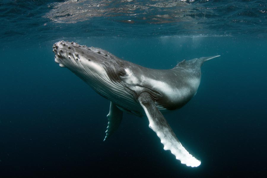 whale calf swimming underwater
