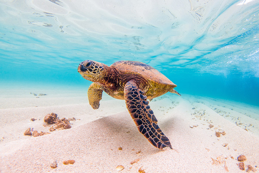 Snorkeling in Hawaii: An Underwater Kaleidoscope - AquaViews
