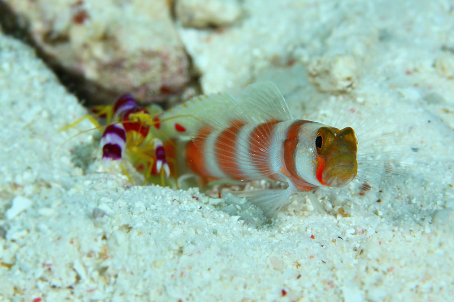 goby fish outside its burrow