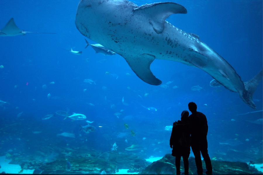 a couple watching a whale shark at the Georgia Aquarium