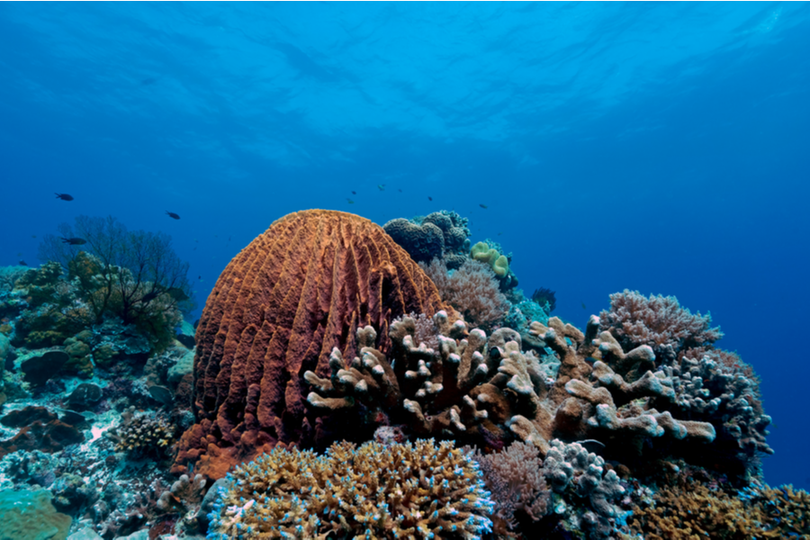 corals in Tubbataha Reefs Natural Park most famous coral reefs in the world