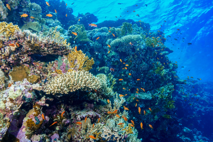 corals and fishes in the Red Sea most famous coral reef in the world