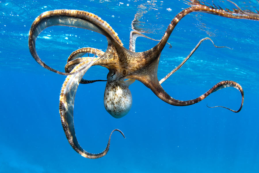8 Smartest Animal Species in the Ocean 