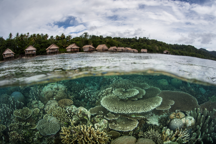 corals in shallow water in Raja Ampat most famous coral reef in the world