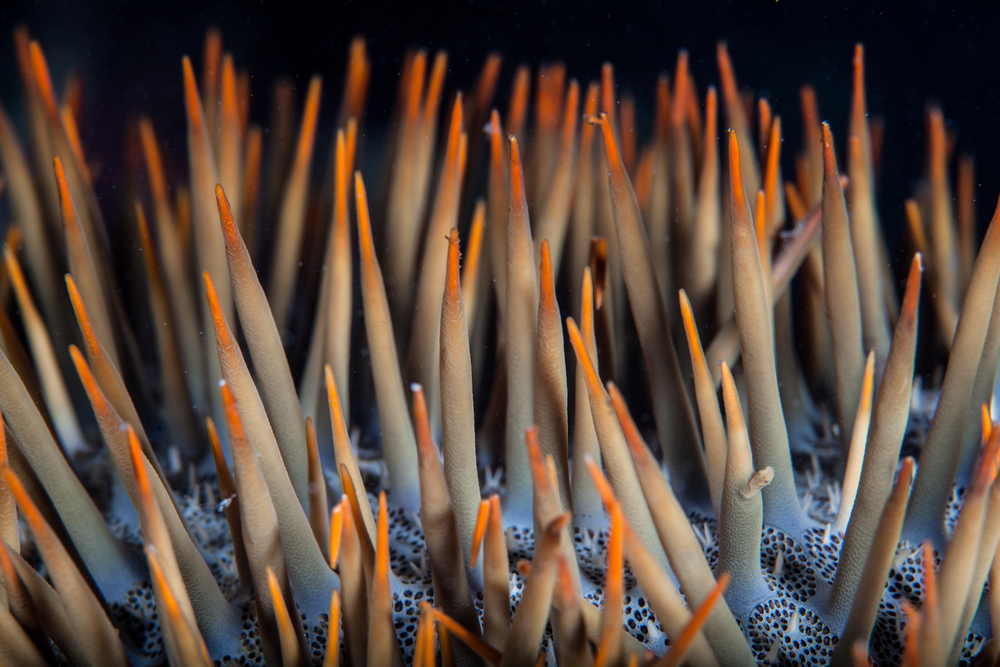 the spines of a crown of thorns starfish filled with starfish venom