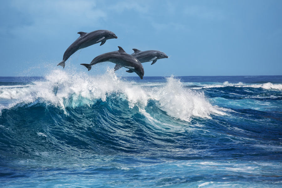 8 Smartest Animal Species in the Ocean 